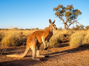 Australia skilled migration occupations 2026